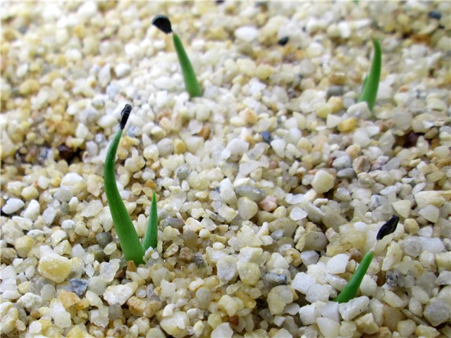 agave seedlings